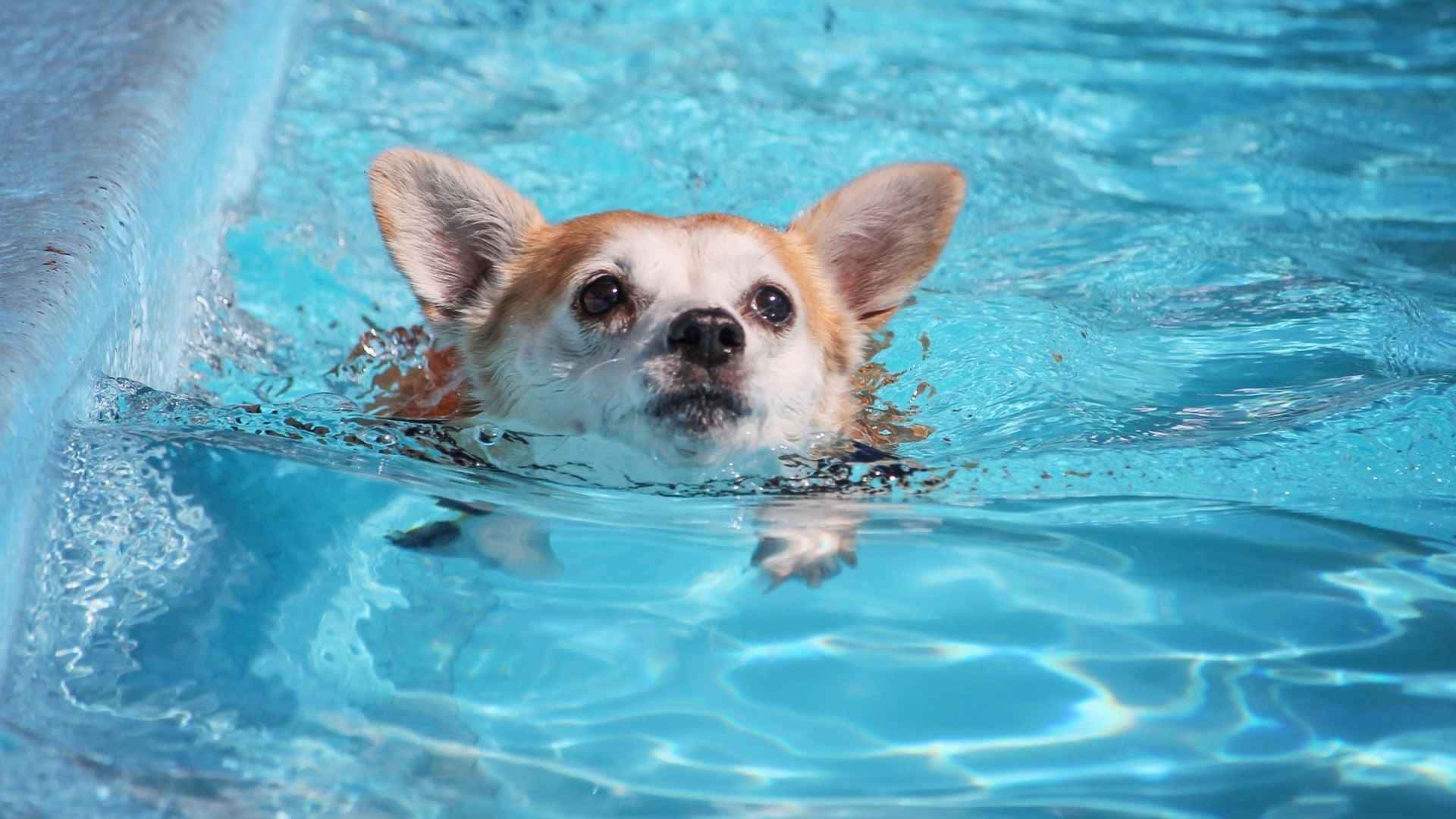 foto de perro nadando